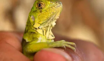 Как карают хакеров: финский суд дал 2 года условно Кивимяки из Lizard Squad