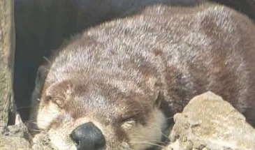 Otter Browser: без спешки, но релиз обещают уже в этом году