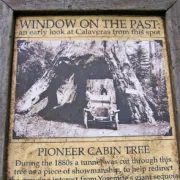 Pioneer Cabin Tree - знаменитую секвойю-арку "убила погода" [фото] - #PioneerCabinTree