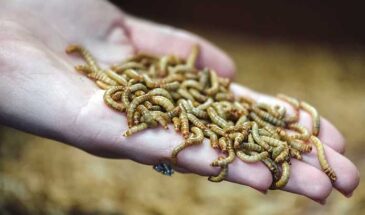 Хлеб и сыр с червями в ЕС теперь можно: список продуктов