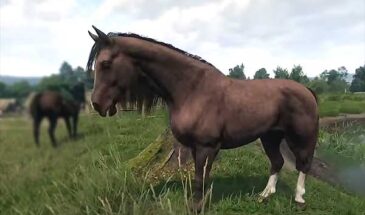 Если в Kingdom Come Deliverance 2 лошадь не ускоряется