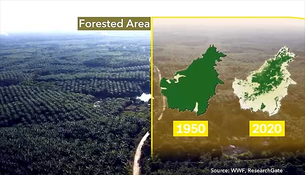 Почему так быстро дорожает пальмовое масло?