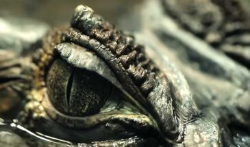 Вирус Crocodilus добрался до Европы, Индии и Штатов