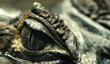 Вирус Crocodilus добрался до Европы, Индии и Штатов