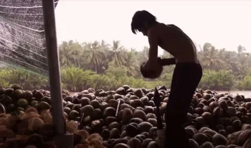 Кокосовое масло становится роскошью даже там, где производится
